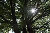 vormwald 2 - (c) k eutebach.jpg